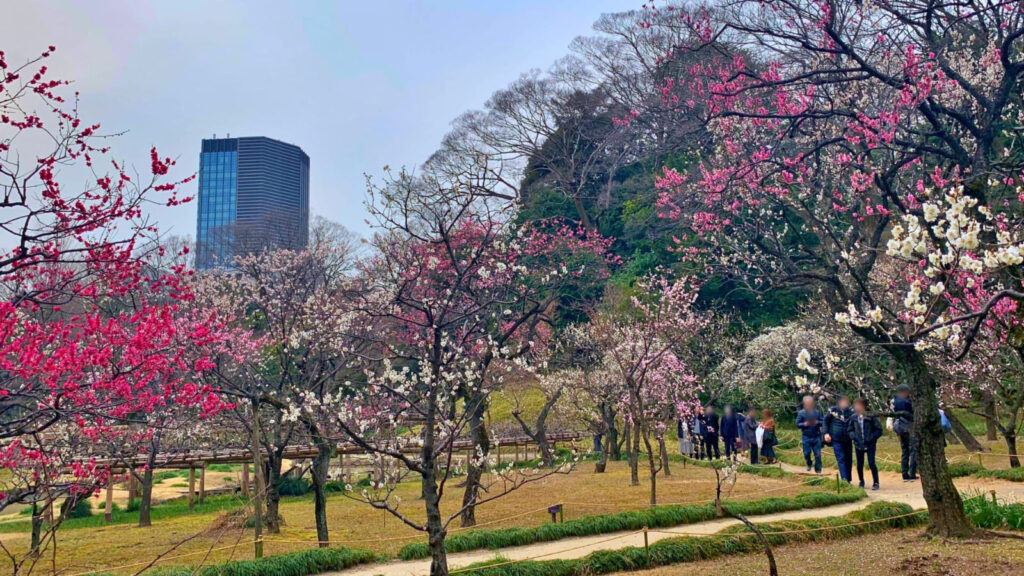 [画像：小石川後楽園の梅]