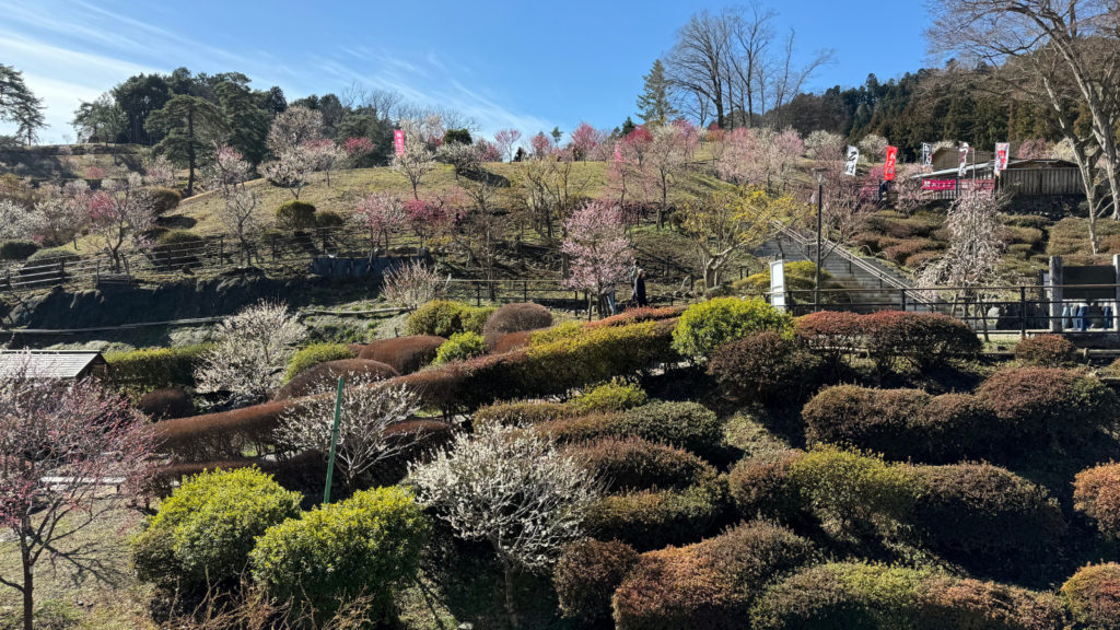 [画像：梅の公園]