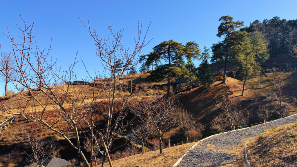 梅の公園　サムネ画像