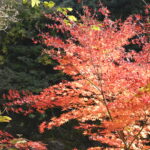 【秋の絶景】思い立ったら御岳山へ！紅葉とケーブルカーを楽しむ日帰り旅2024