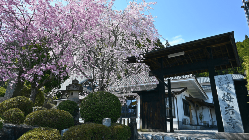 [画像：梅岩寺の桜]