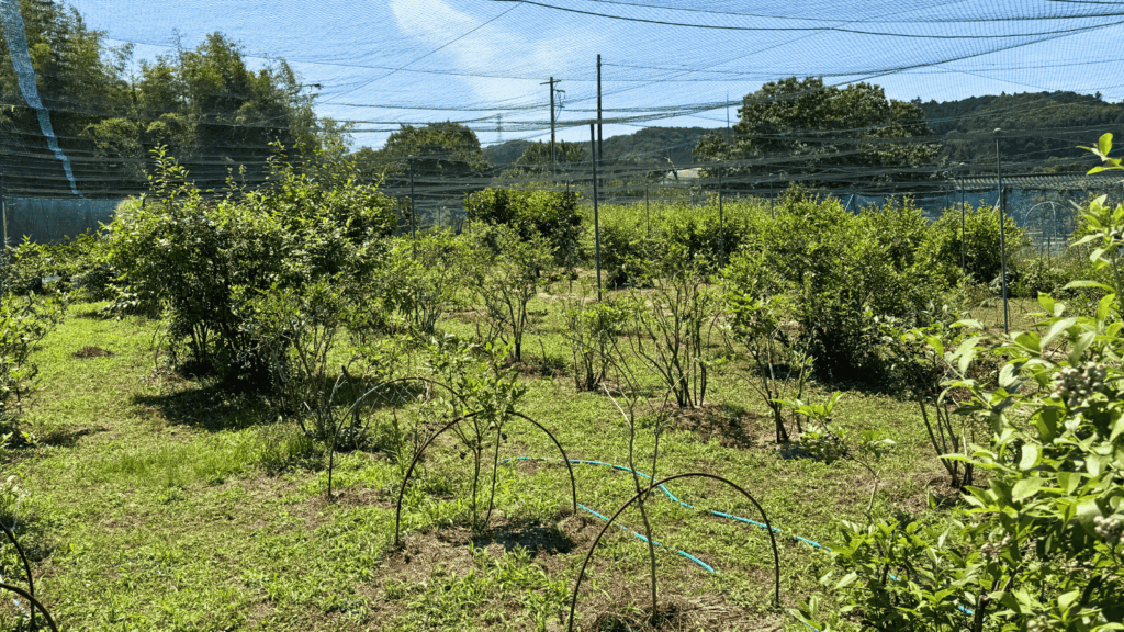 [画像：久保田農園さんのブルーベリー園]