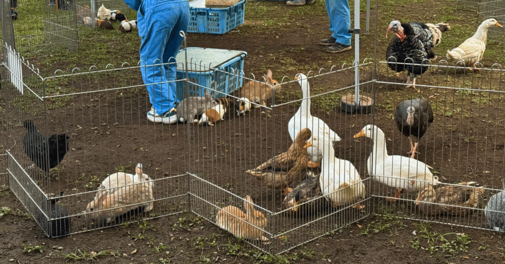 画像：ふれあい動物園の様子