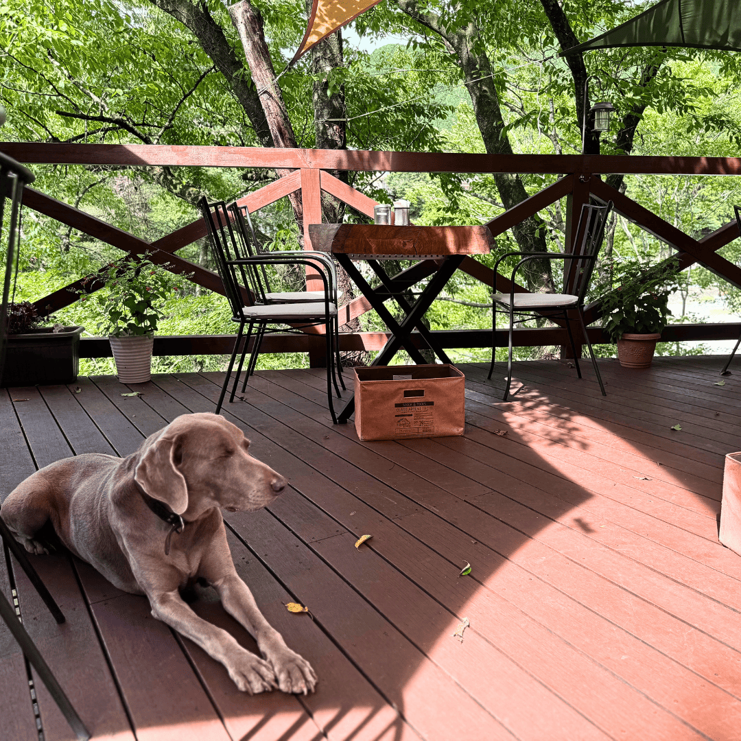 [画像：看板犬のビッテちゃん　その２]