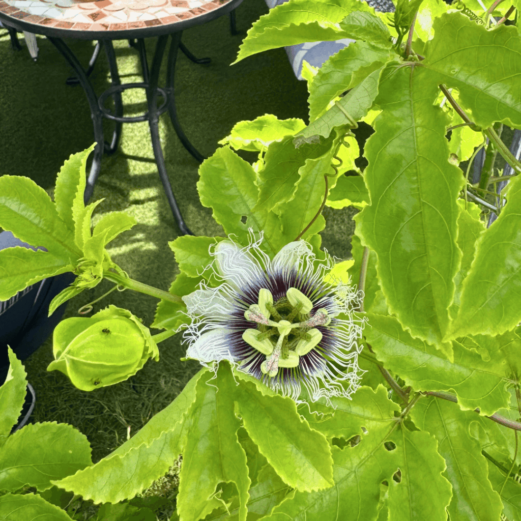 [画像：パッションフルーツの花]