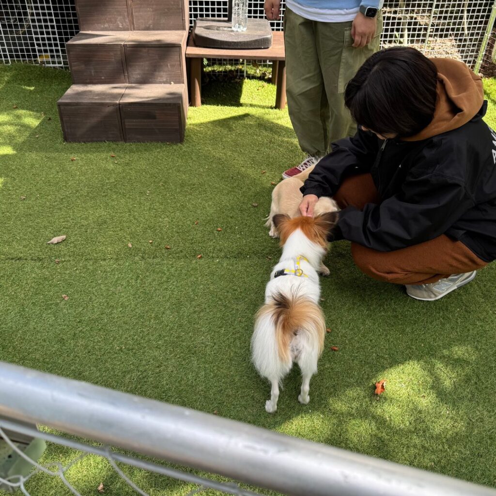 [画像：東京ドギーズガーデンさん併設のワンちゃんの幼稚園・SUNABAさんの様子]