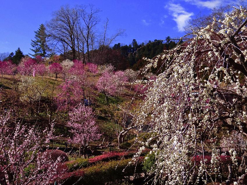2024年の梅の公園