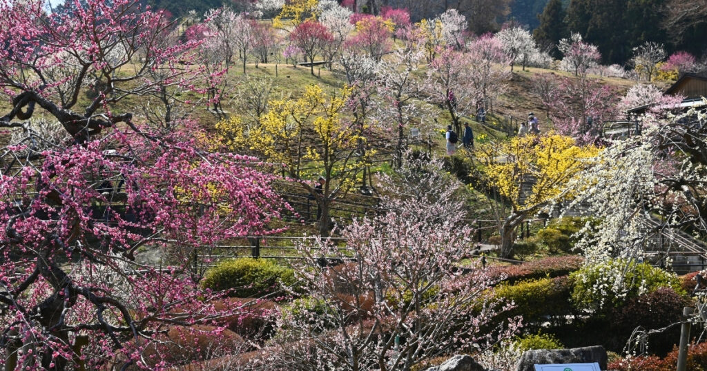 画像：2025年の梅の公園の様子