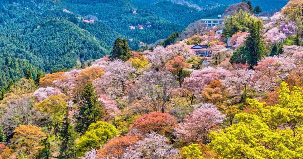 画像：吉野の桜