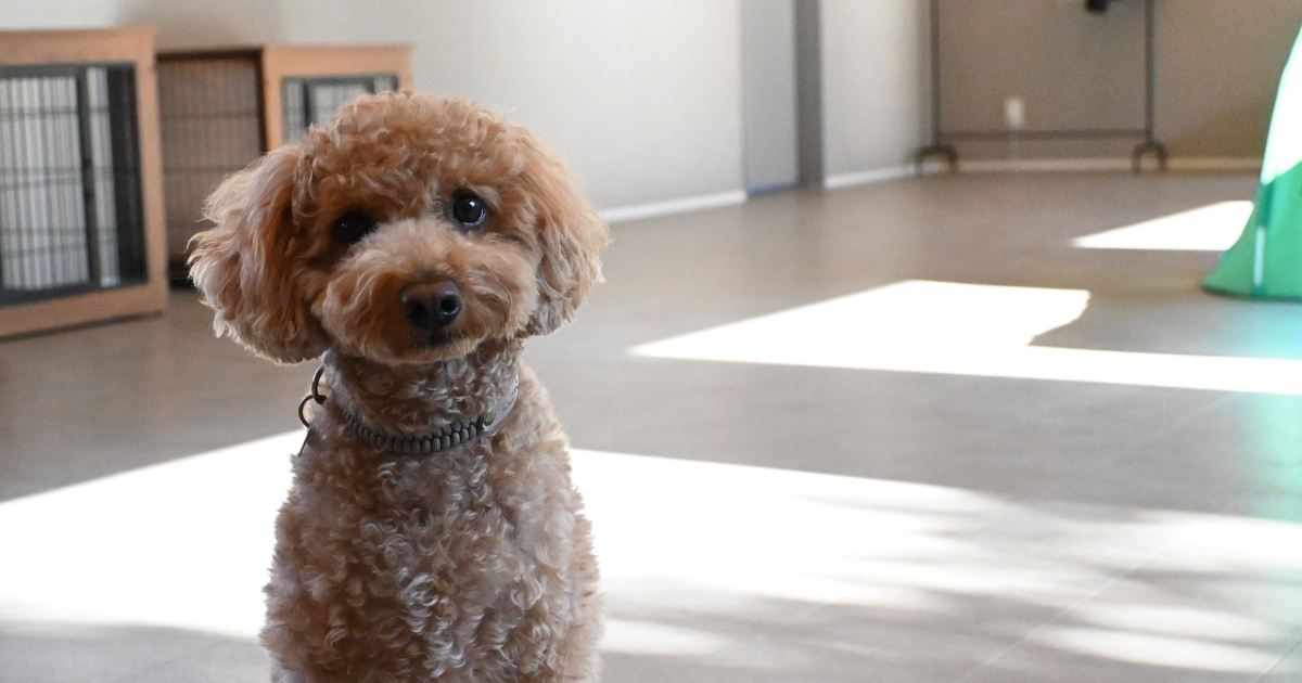 画像：HOMELAND OMEさんのサムネイル画像