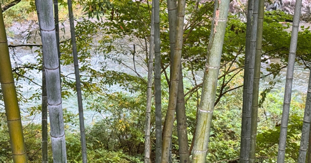 画像：サイト横の多摩川の景色