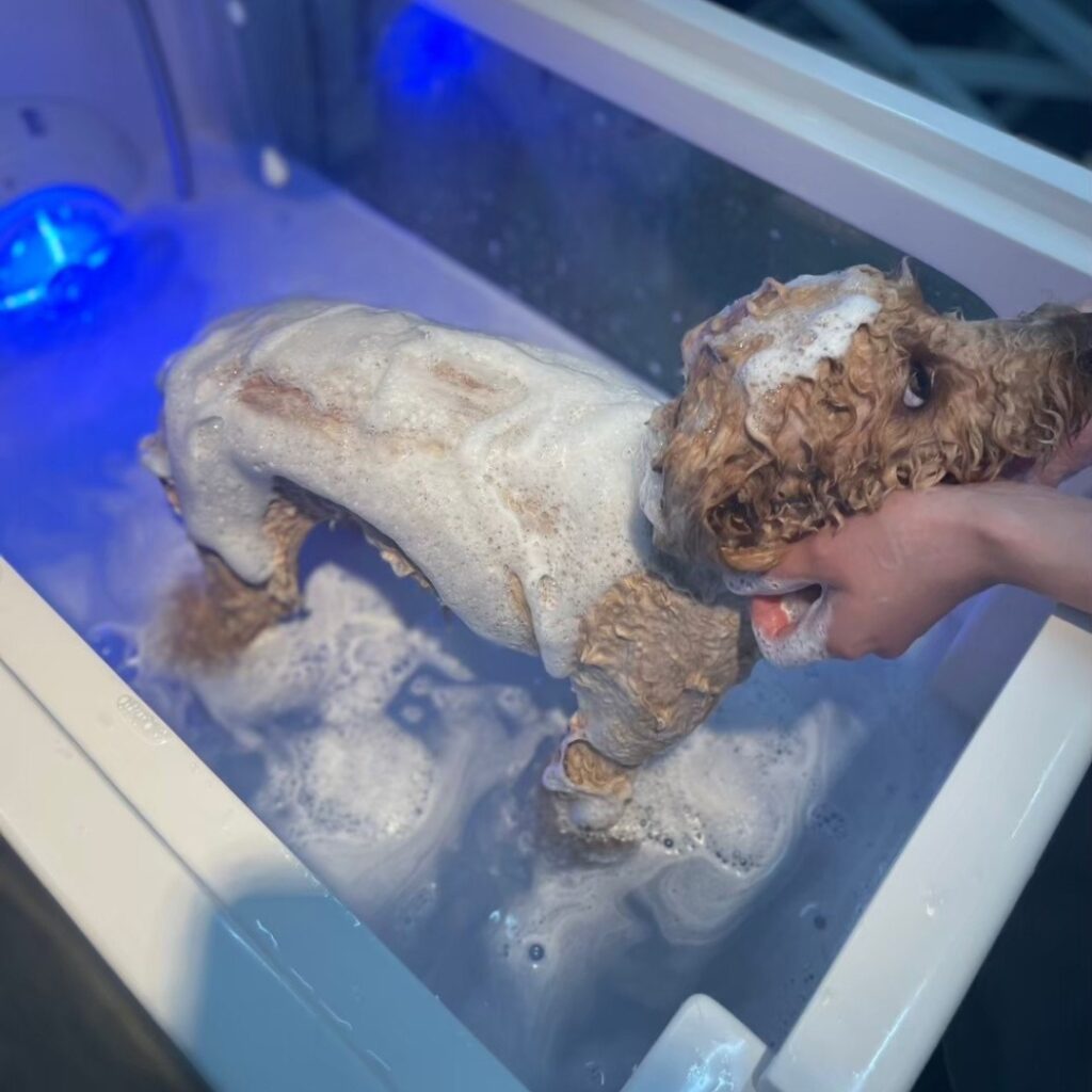 画像：セルフドッグスパの様子