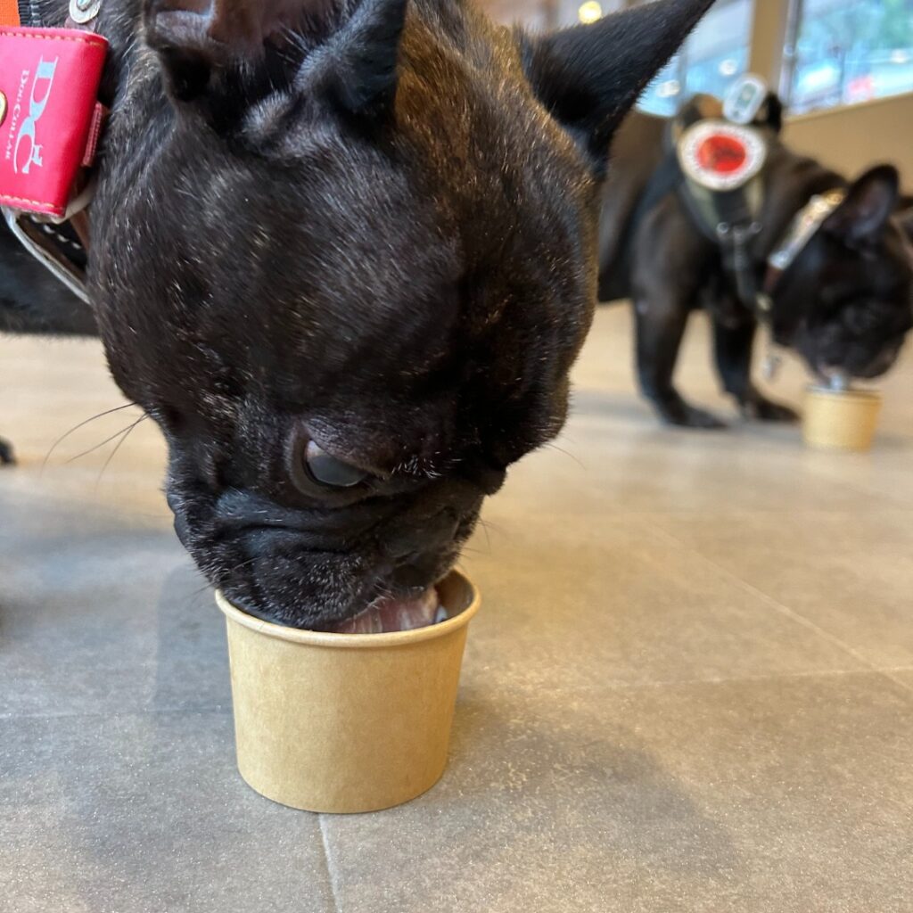 画像：ウーフンホイップを食べるワンちゃん