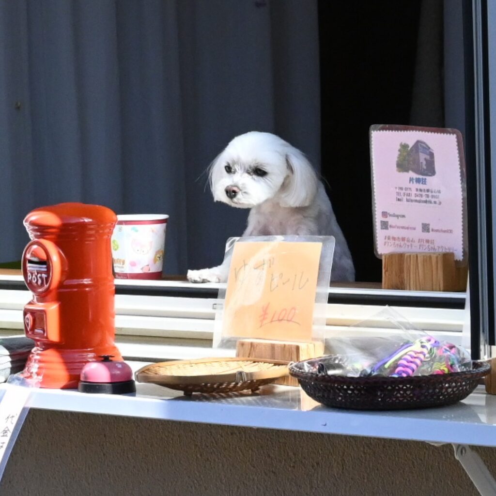 片柳荘の看板犬