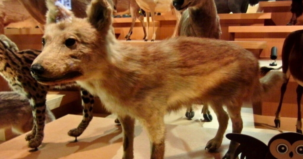 画像：ニホンオオカミのはく製