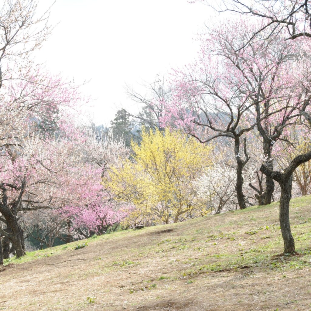 2014年伐採前の梅の公園の様子①