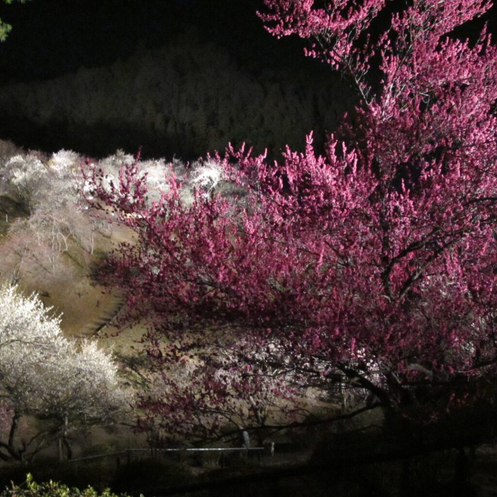 2014年伐採前の梅の公園の様子②ライトアップ