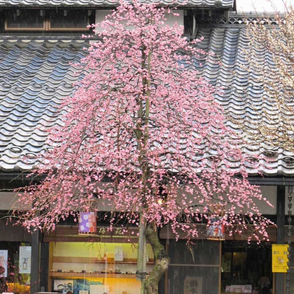 2014年 紅梅苑前のしだれ梅