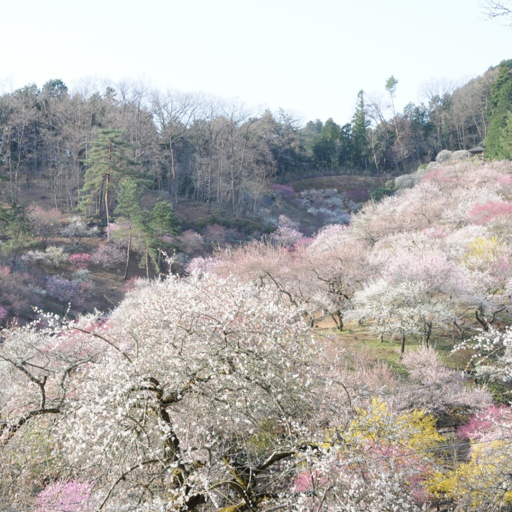 2014年伐採前の梅の公園の様子③