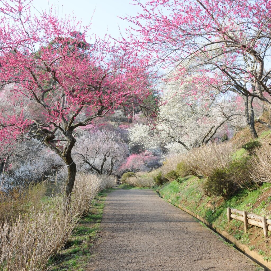 2014年伐採前の梅の公園の様子④