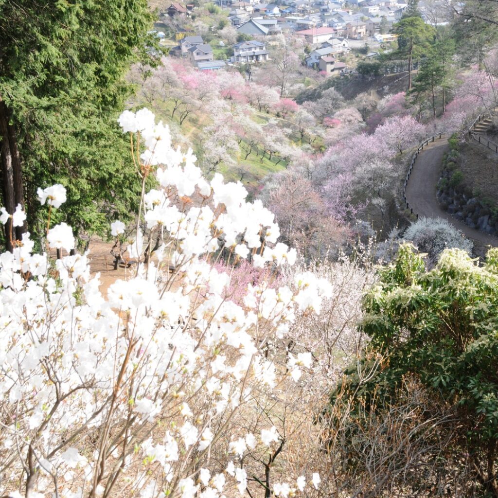 2014年伐採前の梅の公園の様子⑤