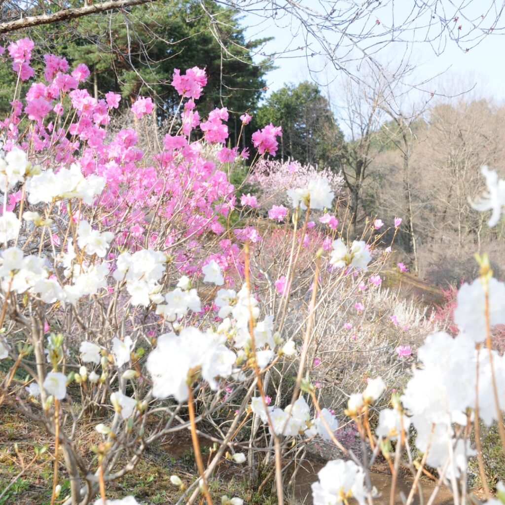 2014年伐採前の梅の公園の様子⑥