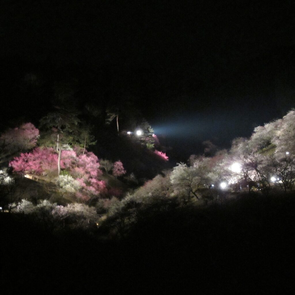 2014年伐採前の梅の公園の様子⑦ライトアップ