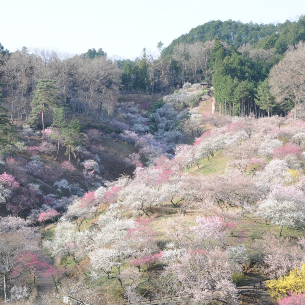 2014年　伐採前の梅の公園①
