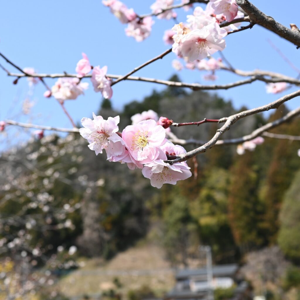 2025年梅の公園の梅の花