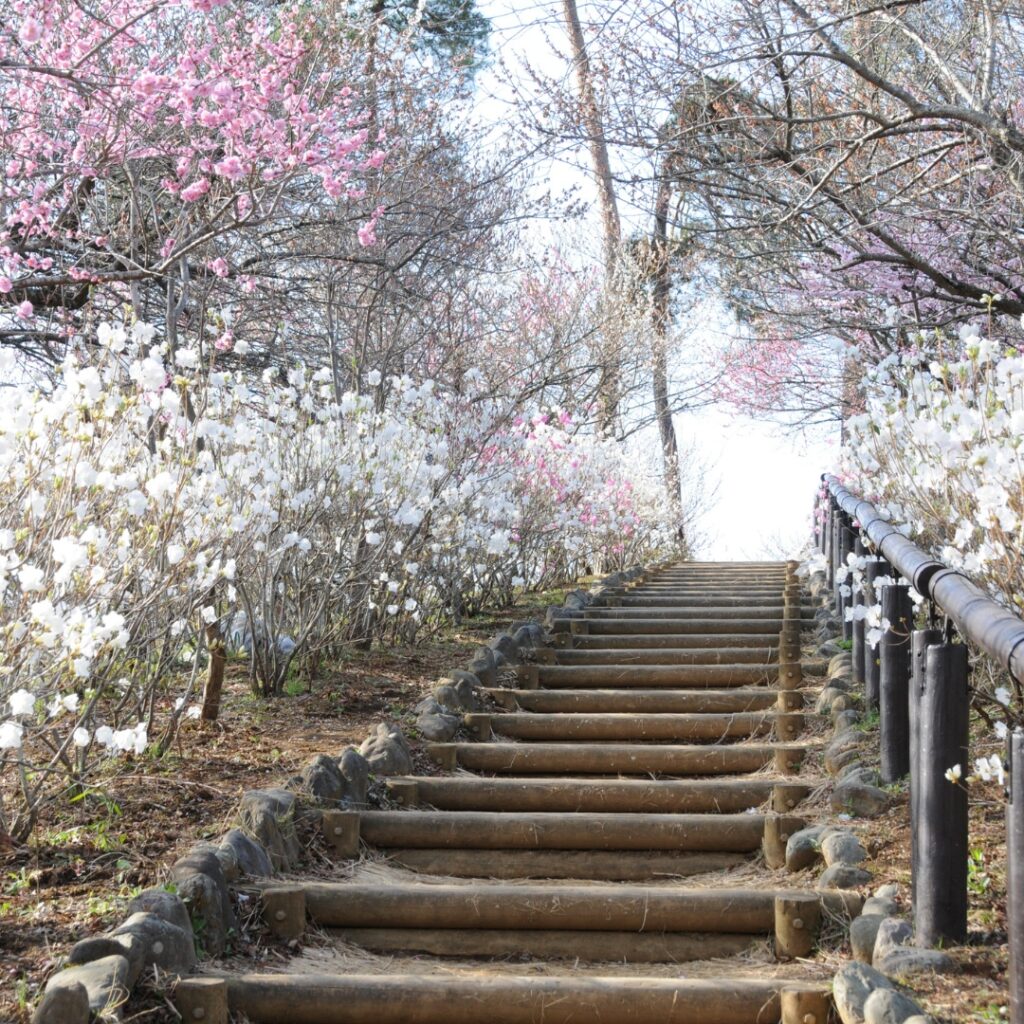 2014年　伐採前の梅の公園②