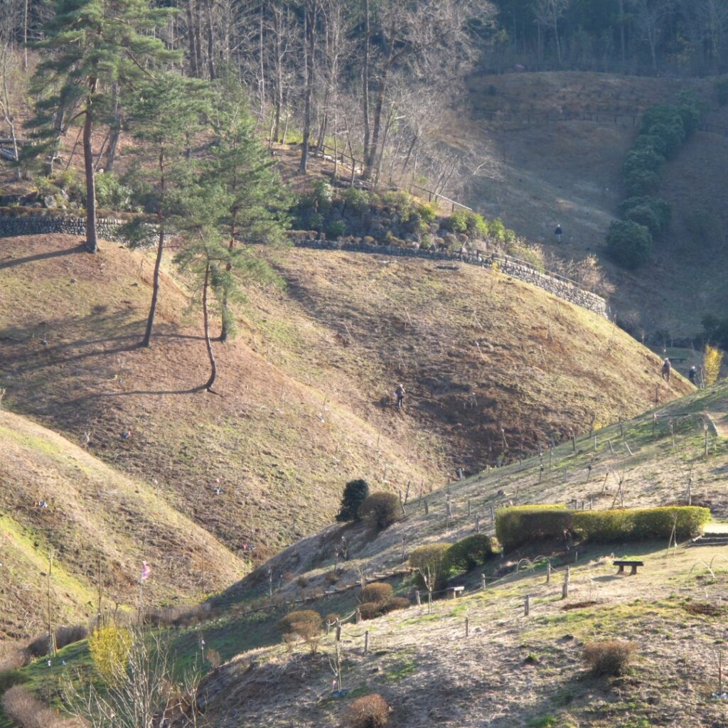 2017年の梅の公園の様子①