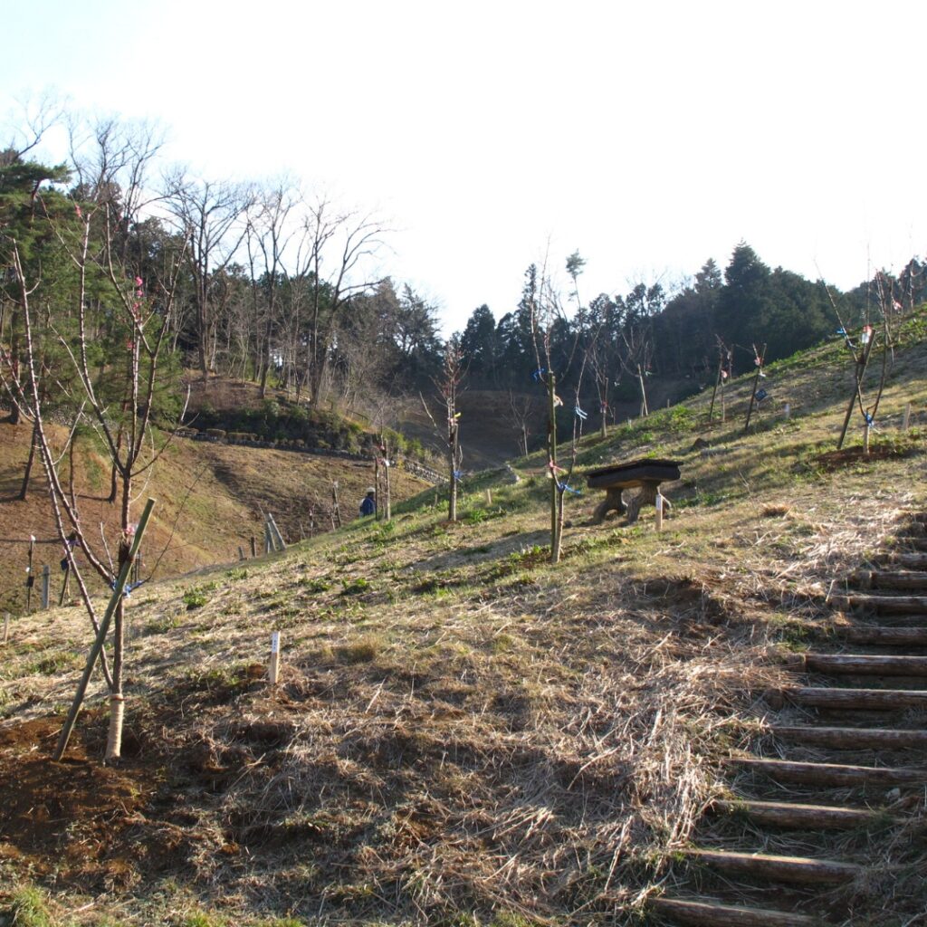 2017年の梅の公園の様子②