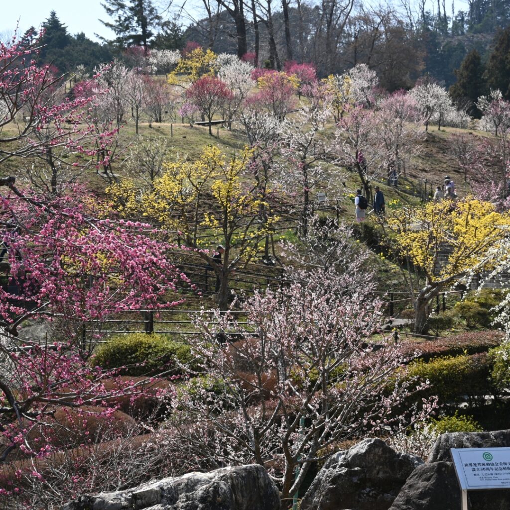 2025年梅の公園の様子