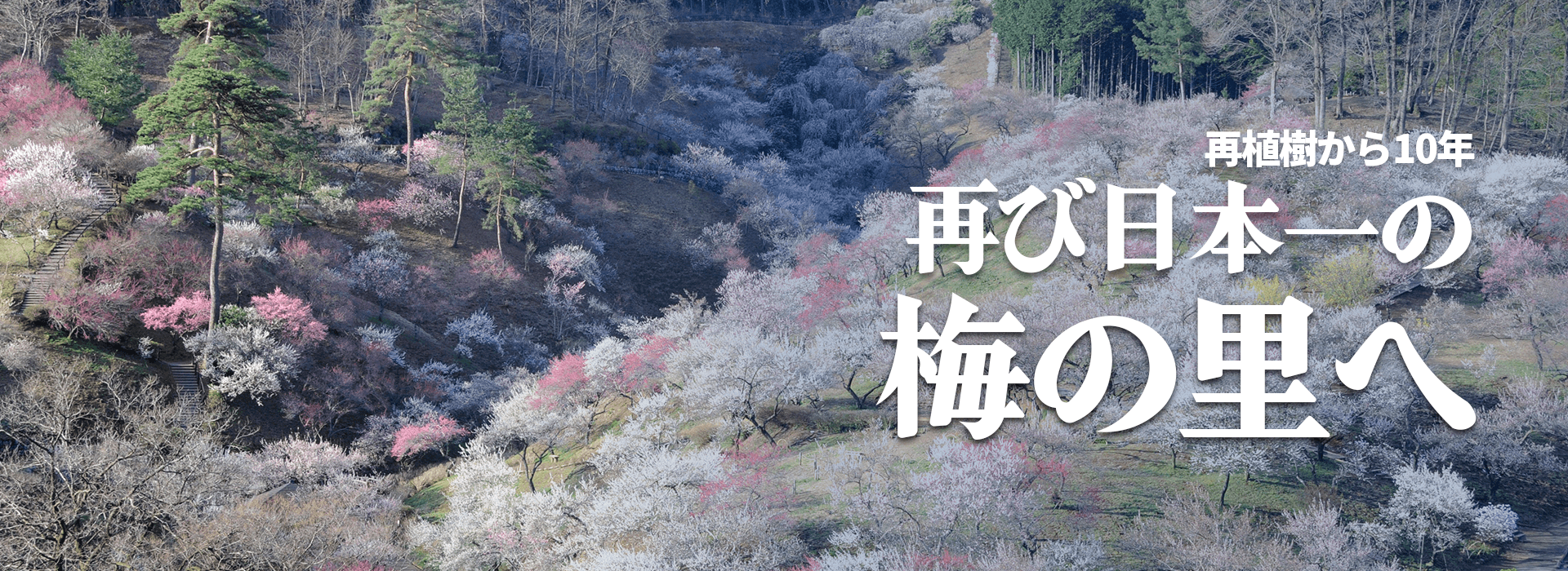 梅の公園再植樹10年記念MV