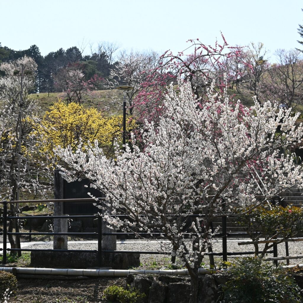 2025年の梅の公園の様子