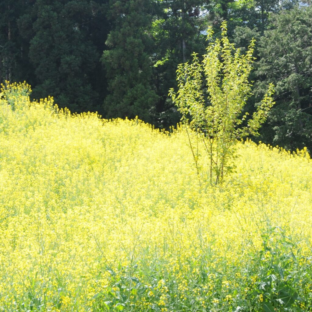 菜の花②