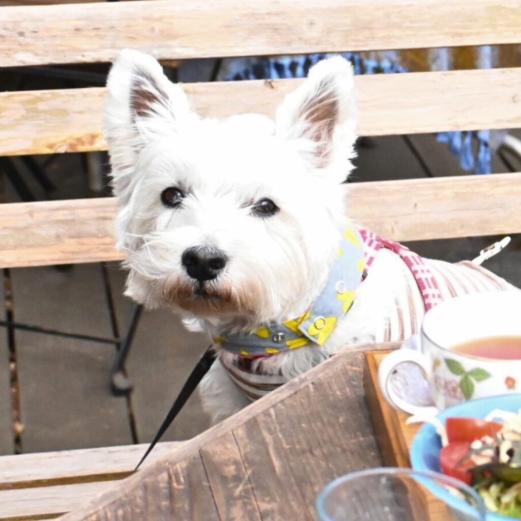 アスティちゃん