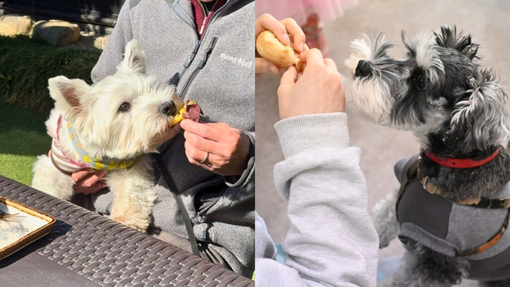 【青梅】ワンちゃん用メニューがあるお店＆食べ歩きスポット5選｜愛犬と一緒に「美味しい」をシェアしよう！