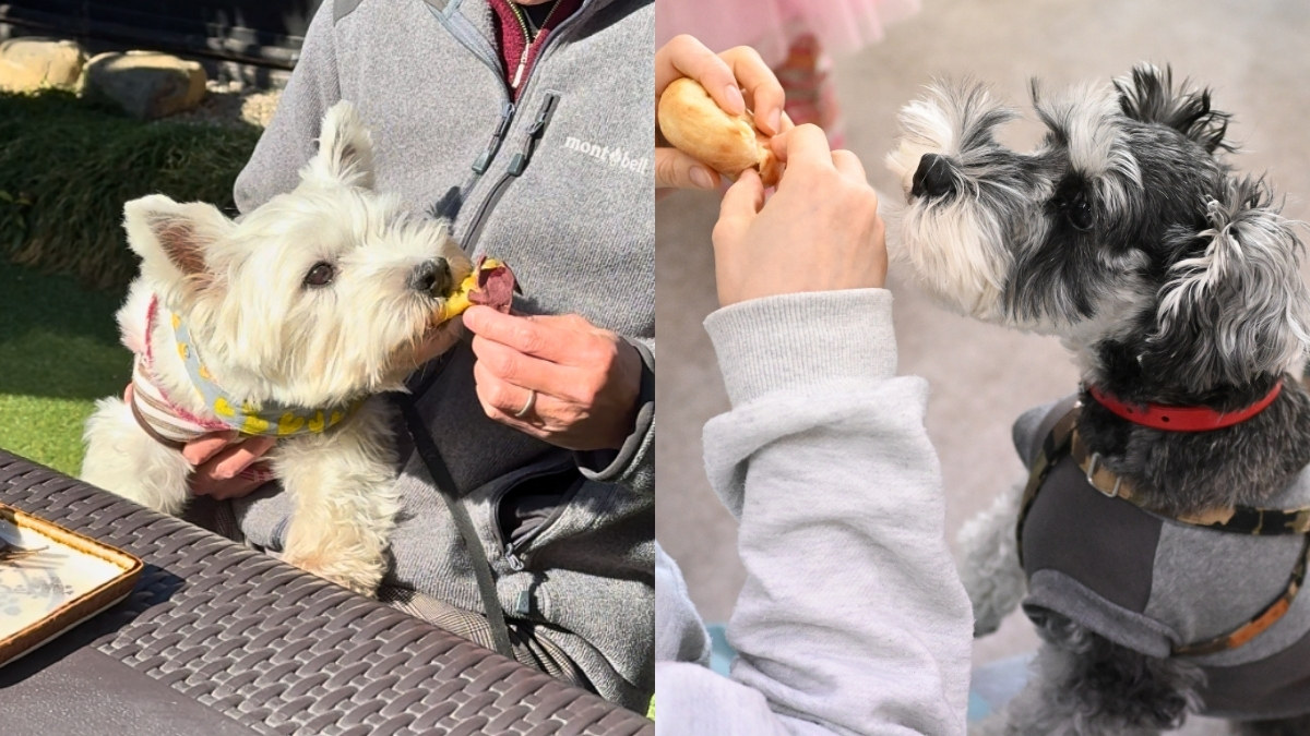 【青梅】ワンちゃん用メニューがあるお店&食べ歩きスポット5選|愛犬と一緒に「美味しい」をシェアしよう!