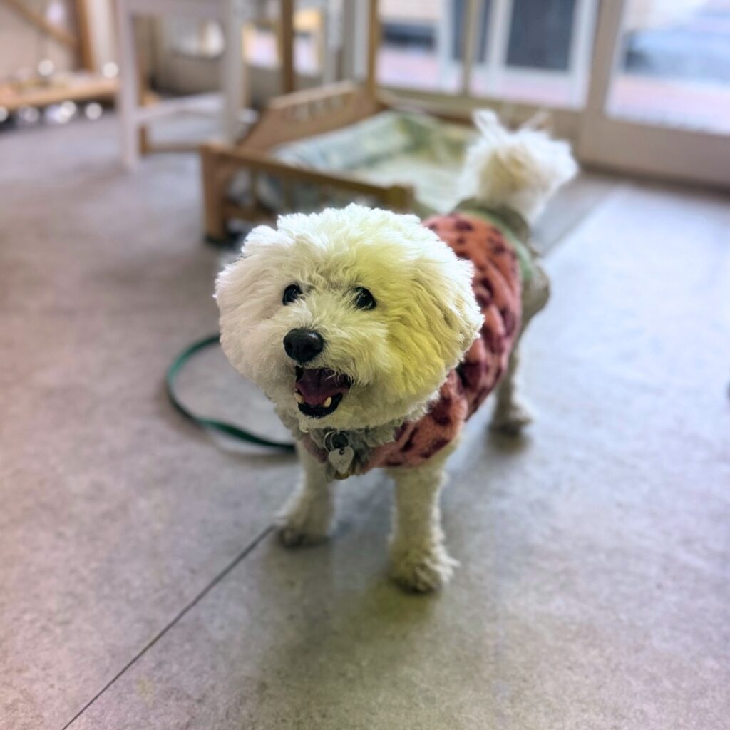 Toful Bagel cafeさんはペット入店OK