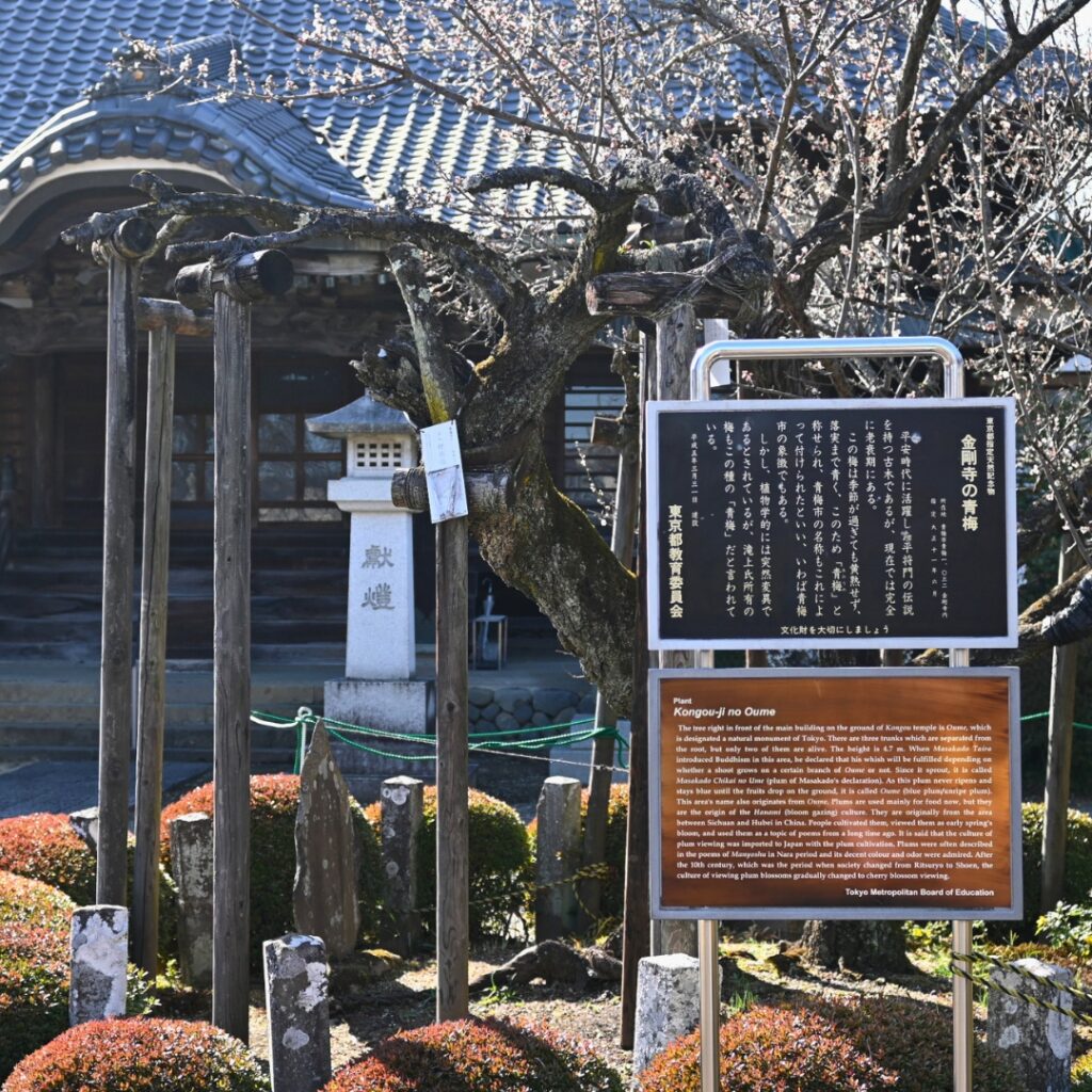 金剛寺に残る「将門誓いの梅」