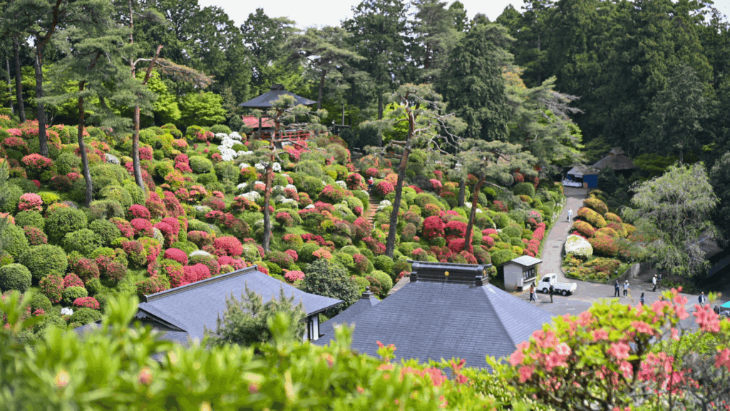 塩船観音寺　つつじまつりの様子