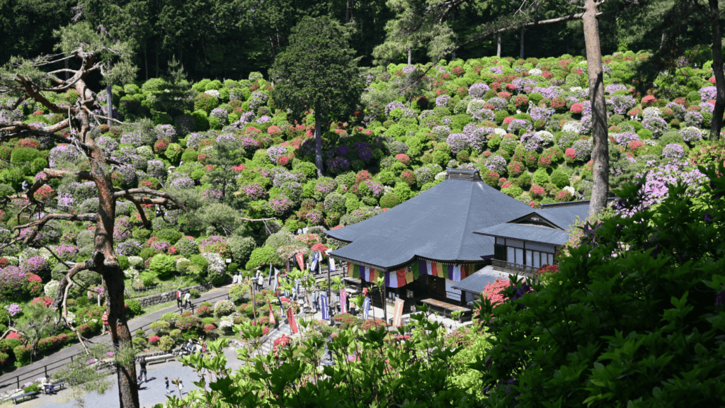 塩船観音寺　つつじまつりの様子