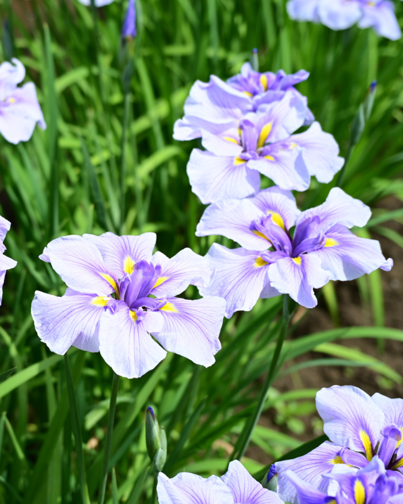 花しょうぶ