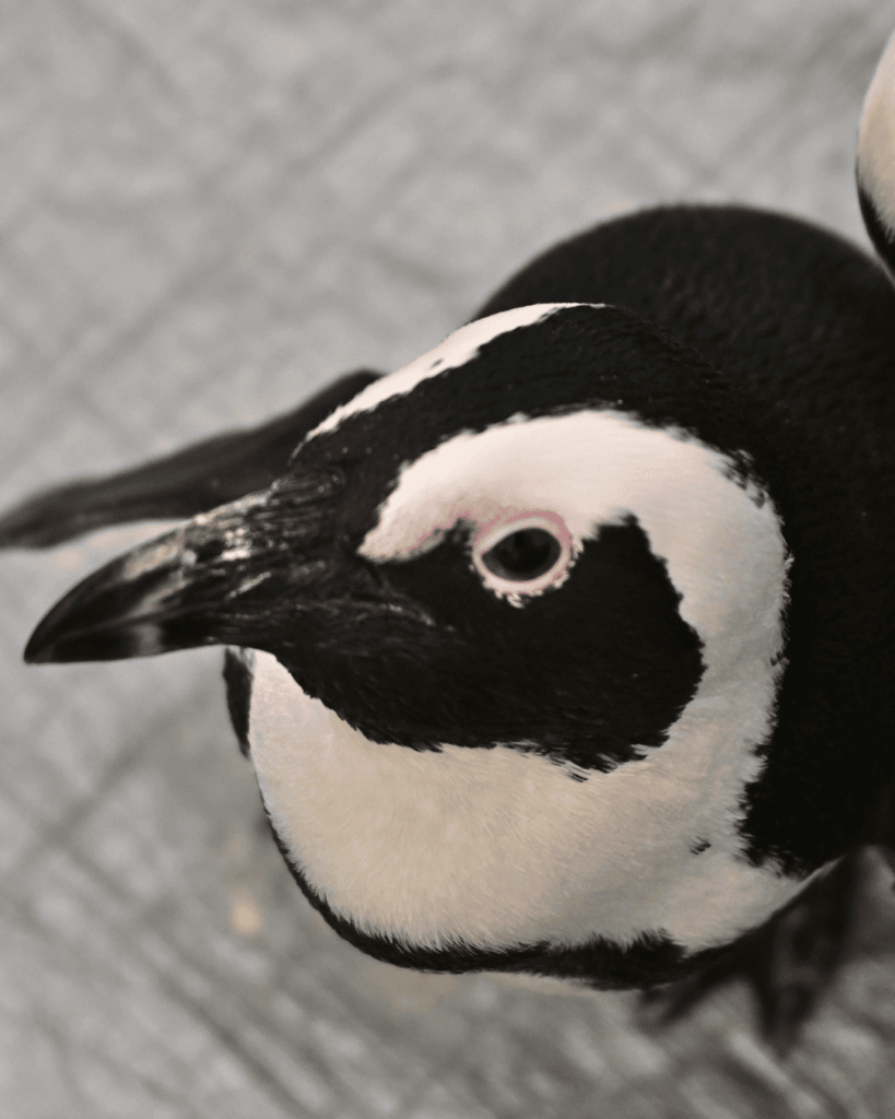 ペンギン