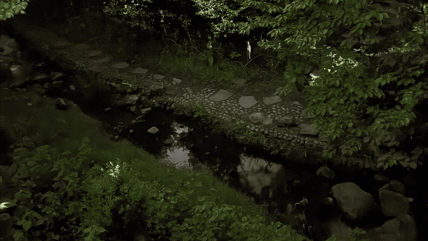 梅の公園のホタル