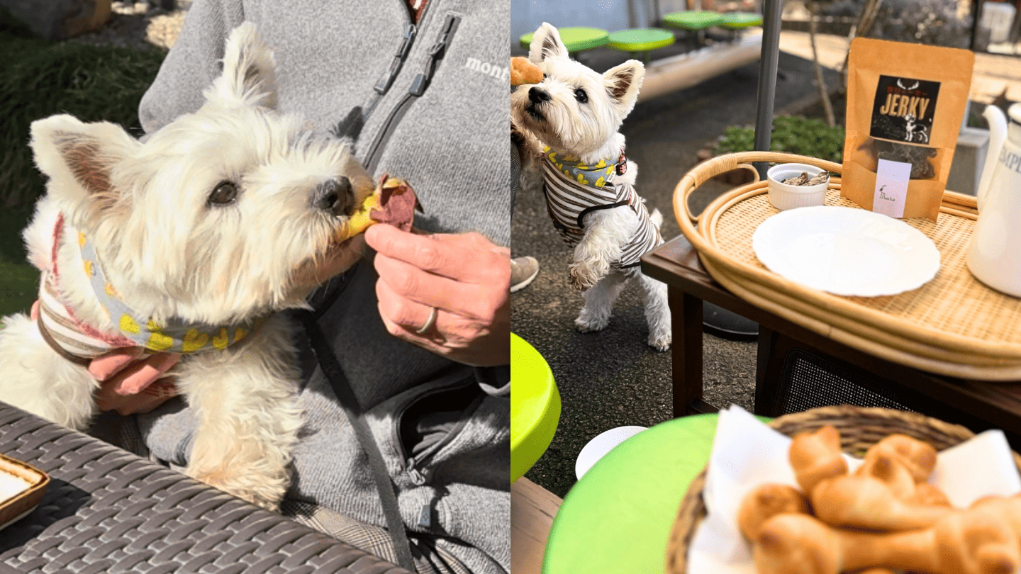 【青梅】岩蔵温泉は意外な犬連れ穴場スポット！愛犬と行けるおすすめ店3選
