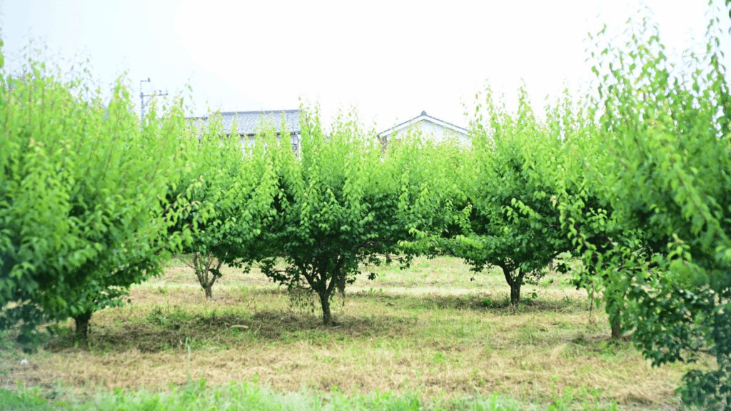 吉野梅郷の梅林