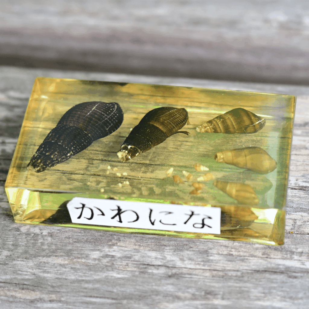 カワニナの標本