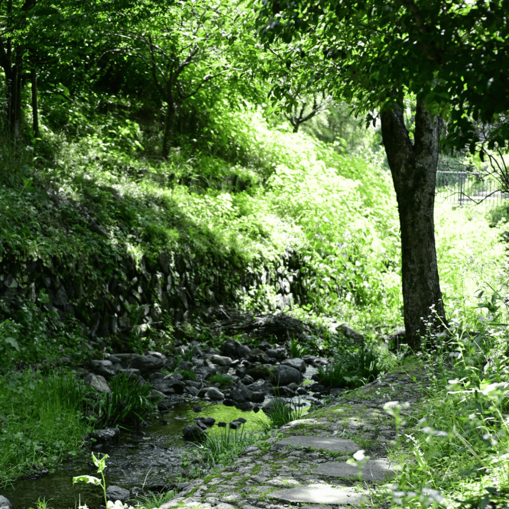 川べりの木